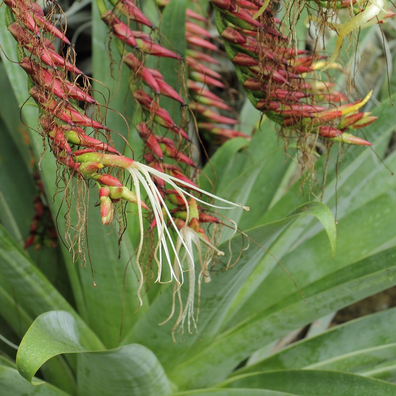 Alcantarea glaziouana