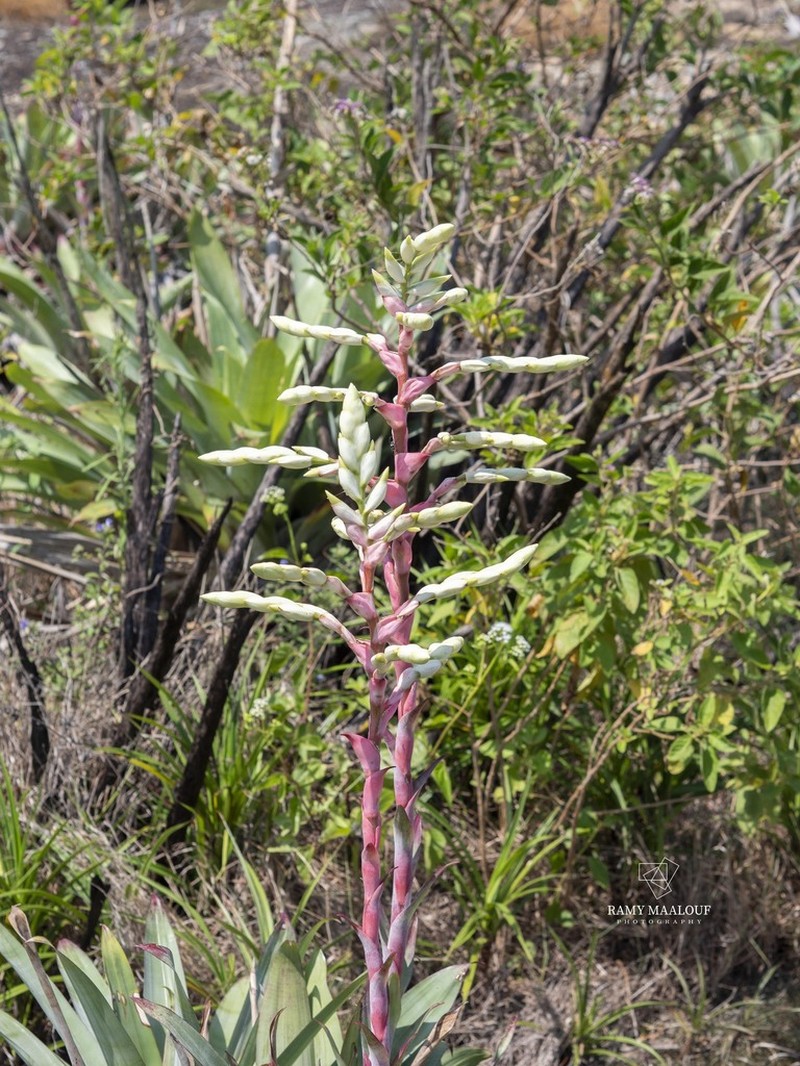 Alcantarea glaziouana photo 7