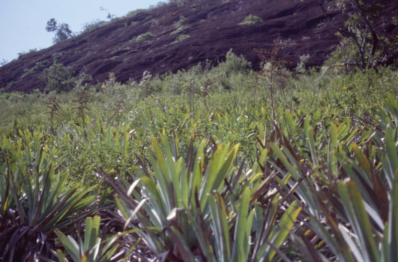 Alcantarea heloisae photo 2