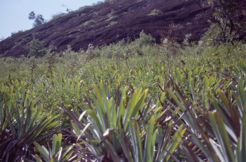 Alcantarea heloisae photo 3