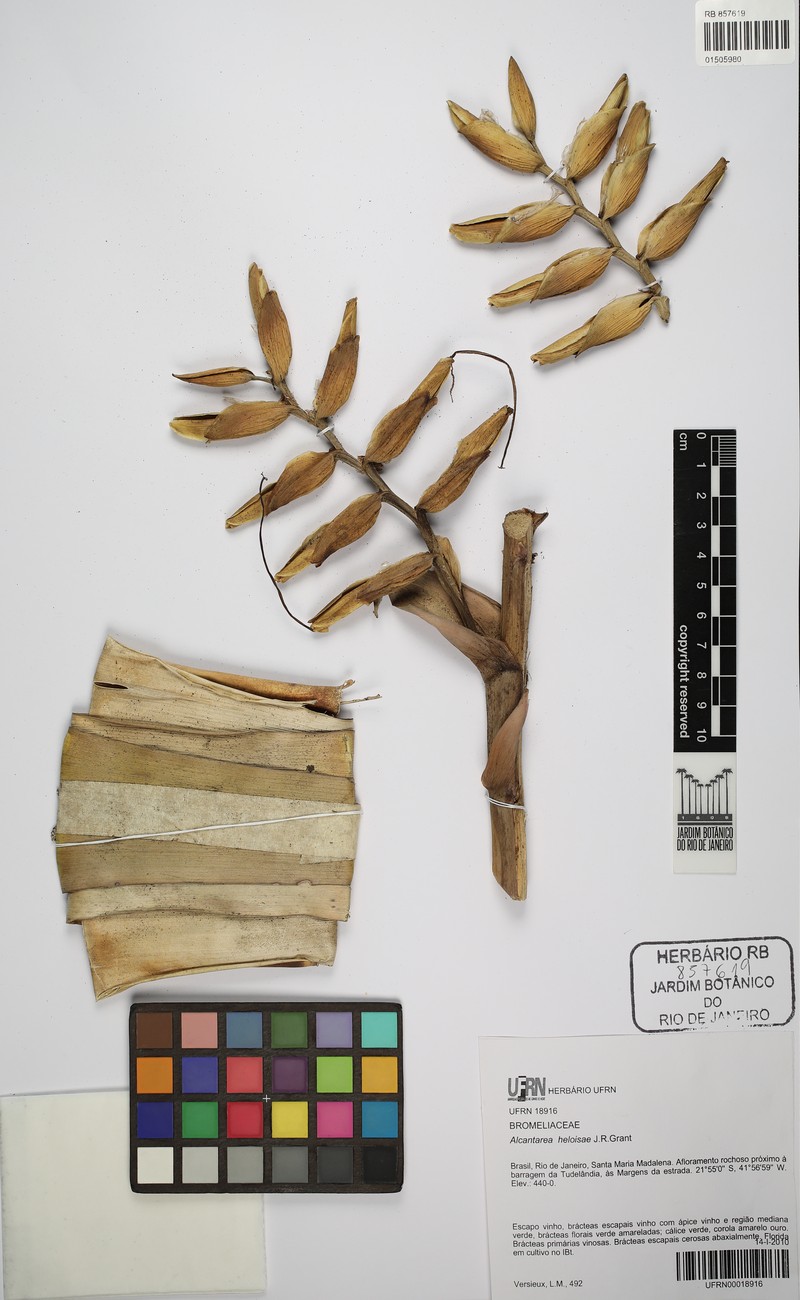 Alcantarea heloisae photo 6