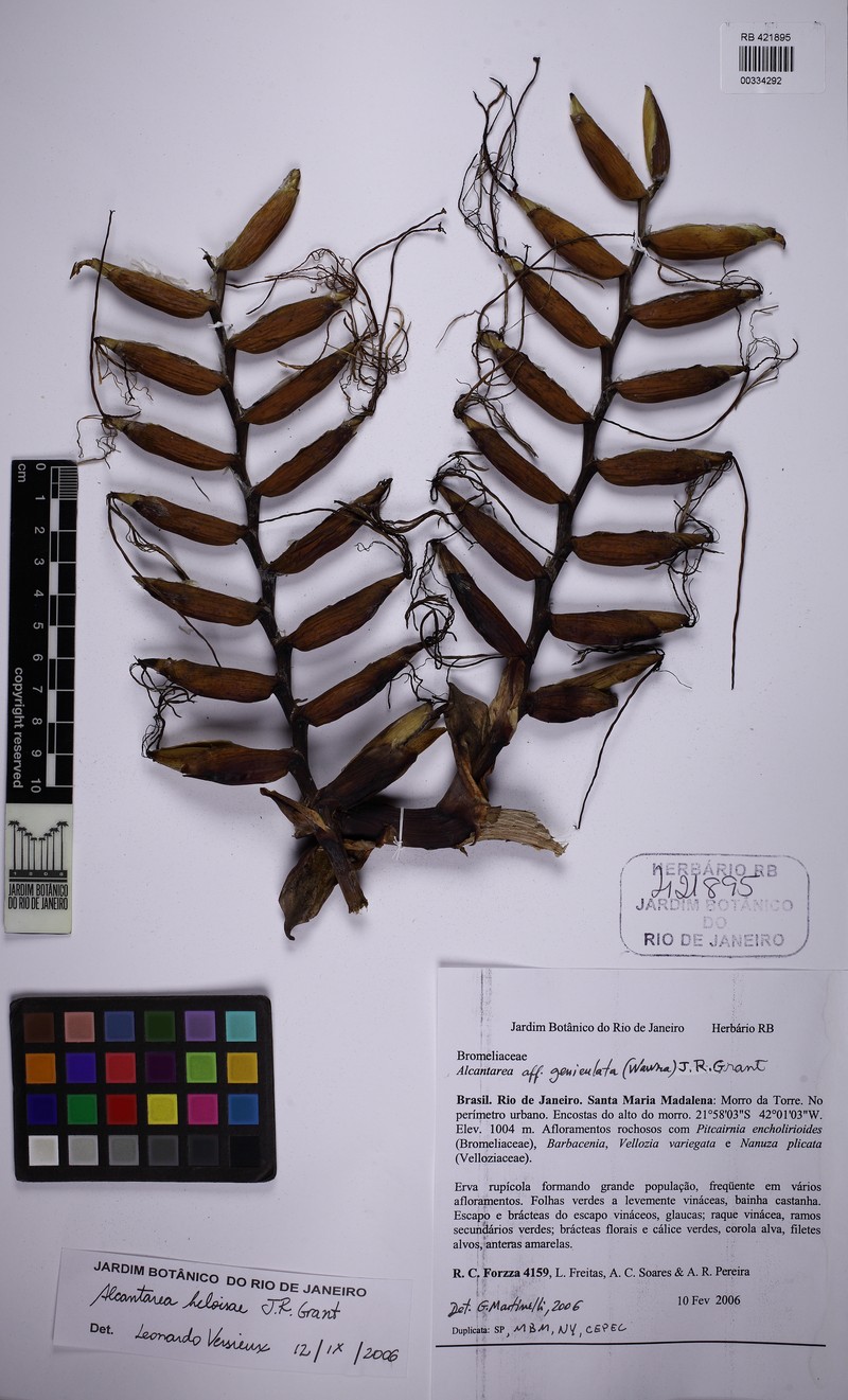 Alcantarea heloisae photo 7