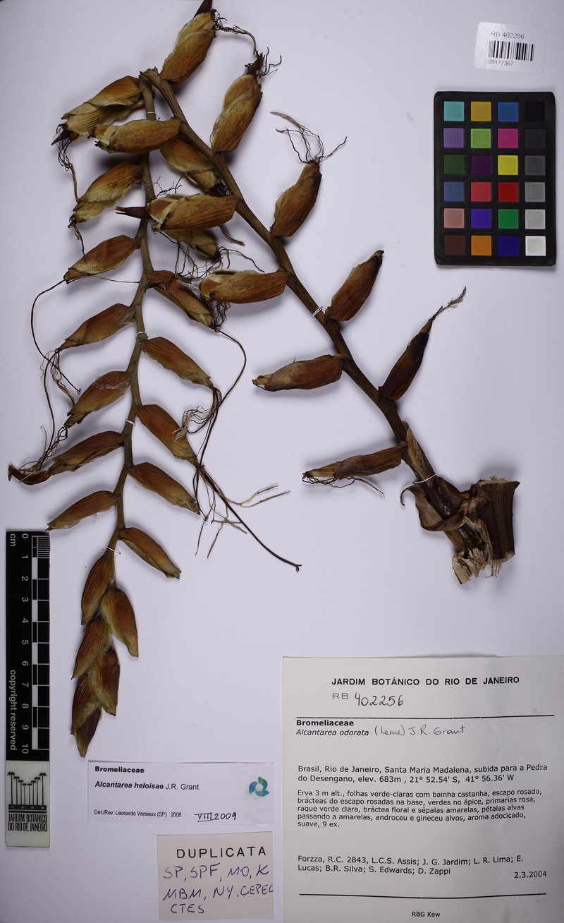 Alcantarea heloisae photo 8