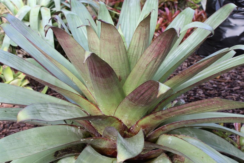 Alcantarea imperialis