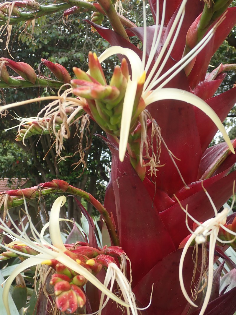 Alcantarea imperialis photo 2