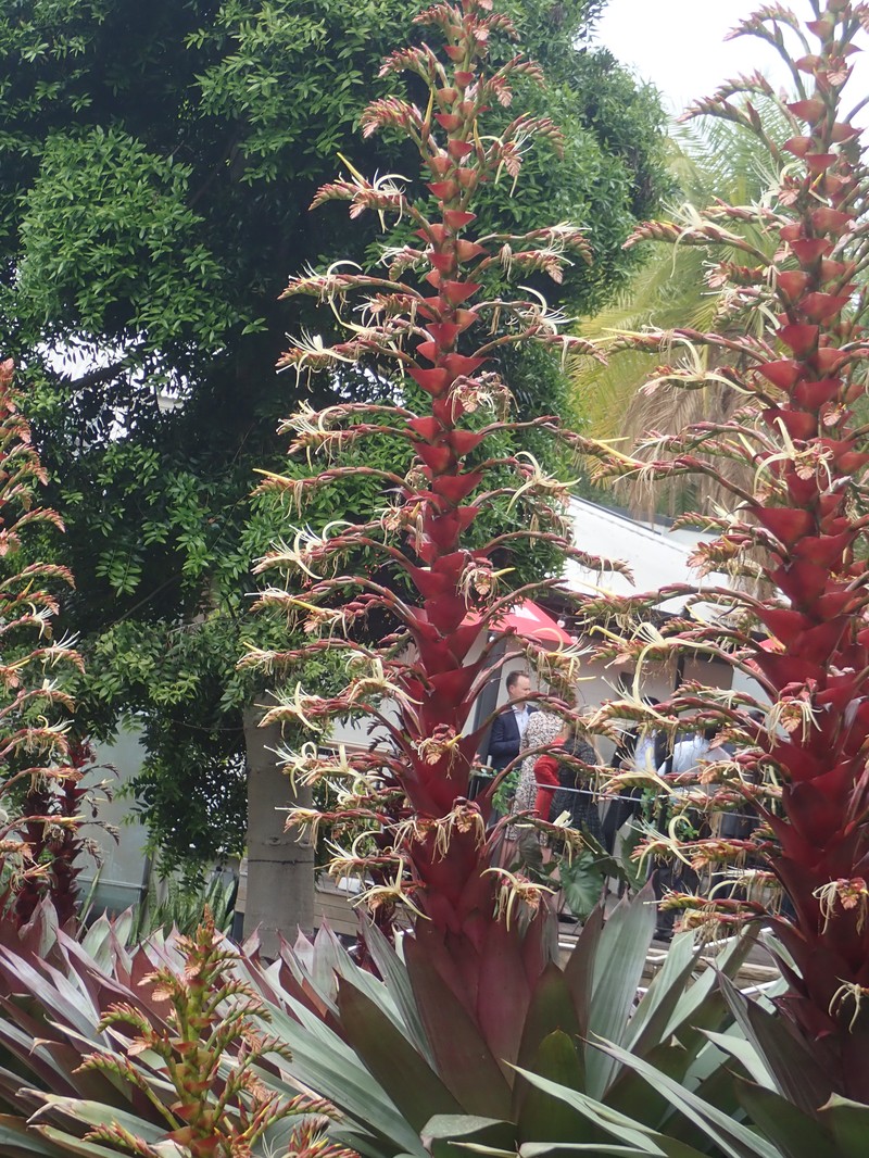 Alcantarea imperialis photo 3