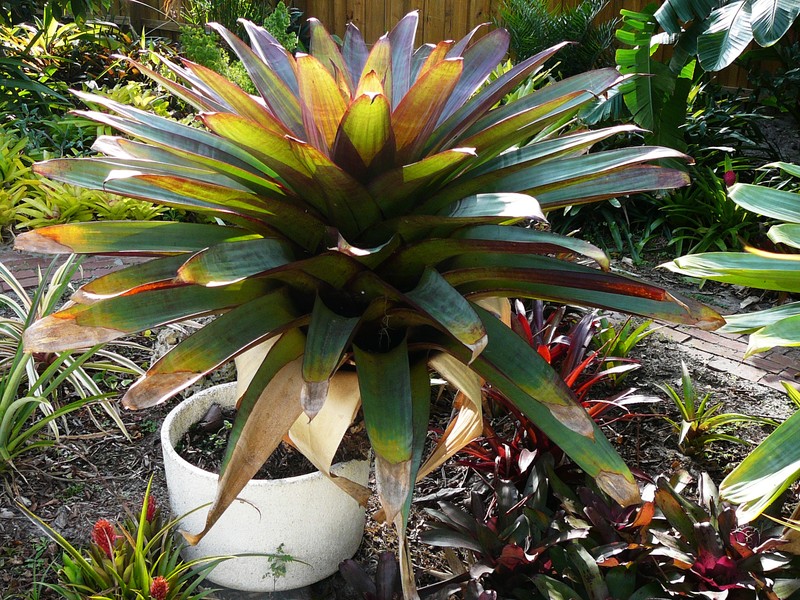 Alcantarea imperialis photo 4