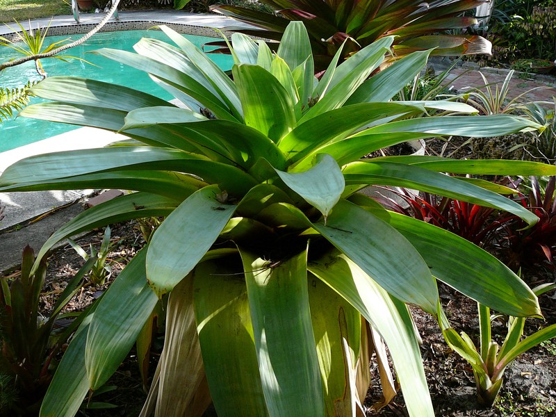 Alcantarea imperialis photo 5