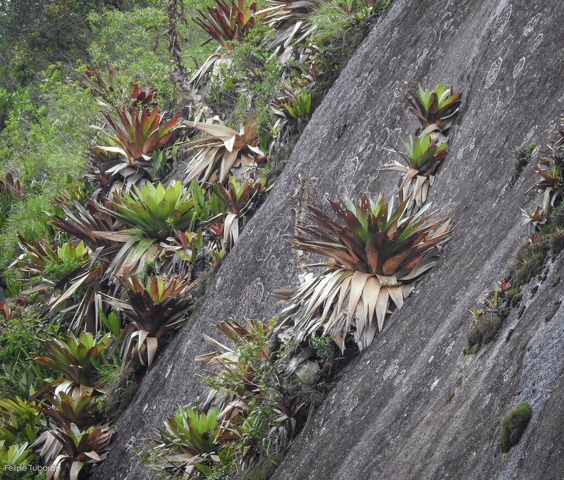Alcantarea imperialis photo 6