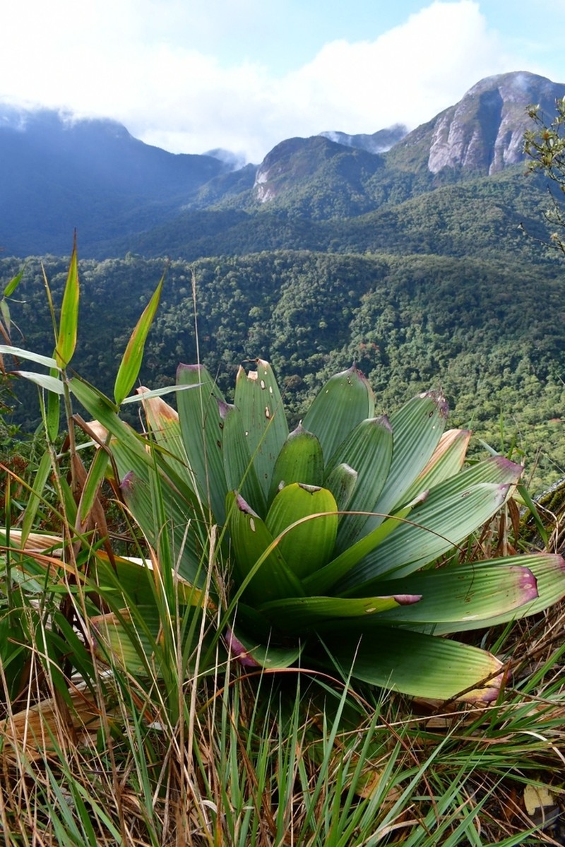 Alcantarea imperialis photo 7