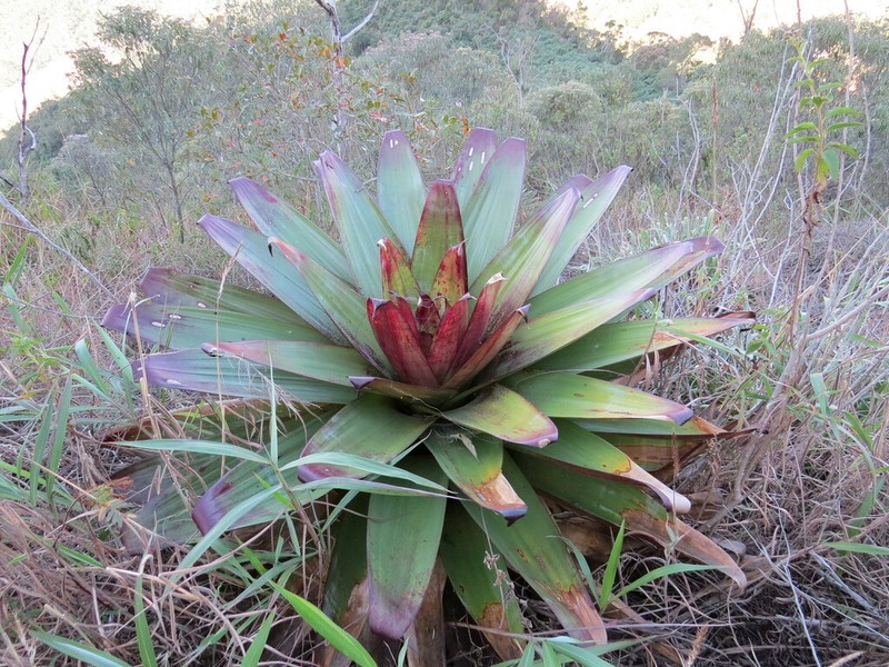 Alcantarea imperialis photo 8