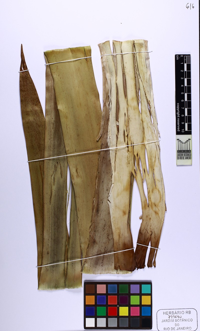 Alcantarea longibracteata