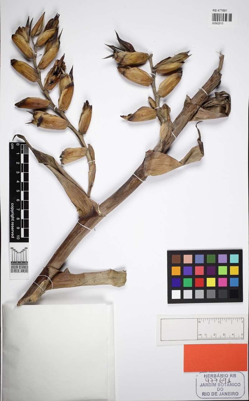 Alcantarea longibracteata photo 3
