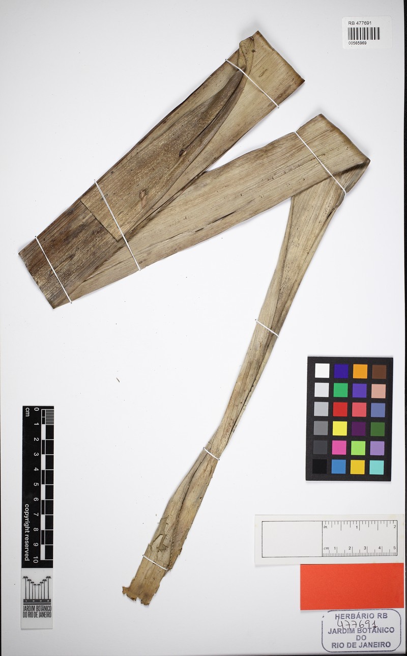 Alcantarea longibracteata photo 4
