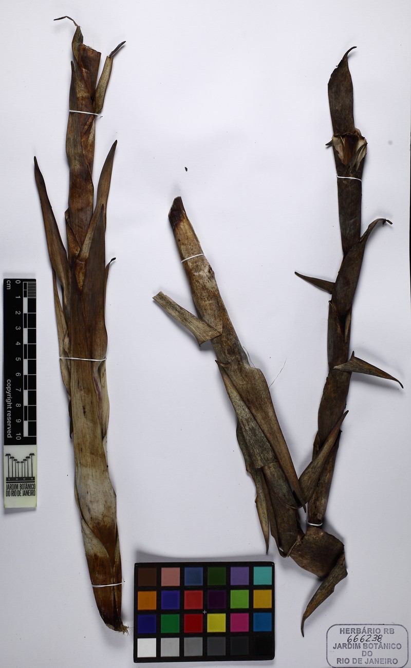 Alcantarea martinellii