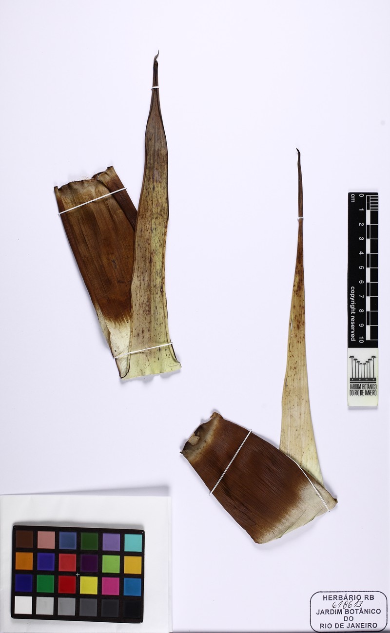 Alcantarea martinellii photo 2