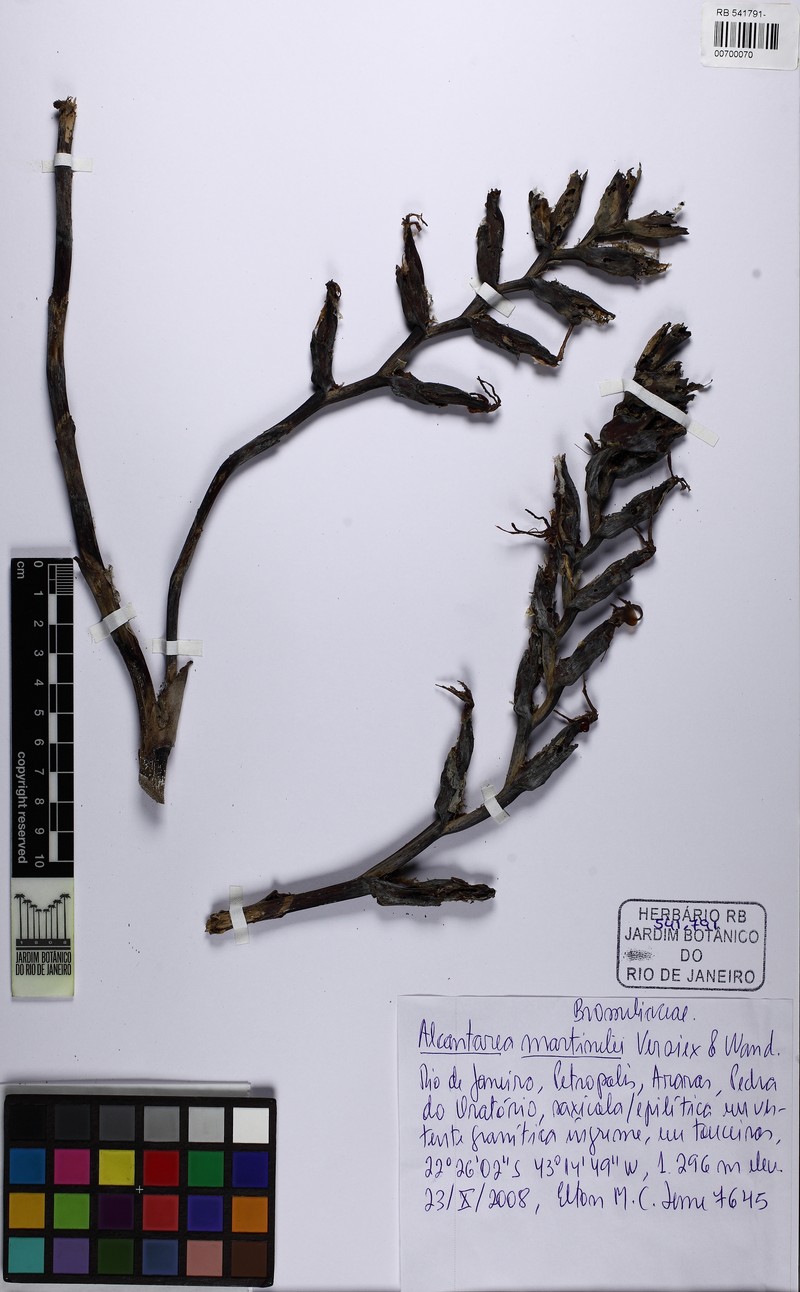 Alcantarea martinellii photo 3