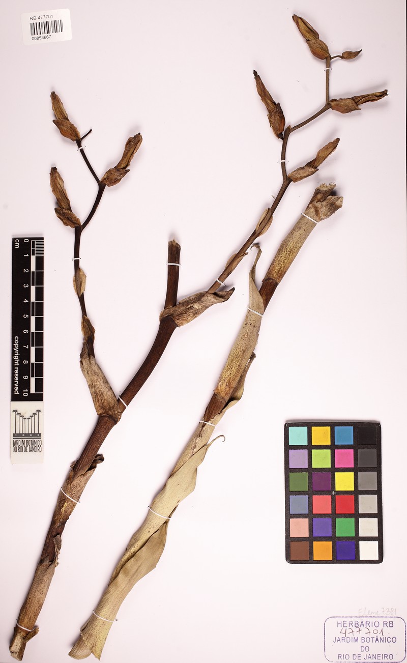 Alcantarea nigripetala photo 6