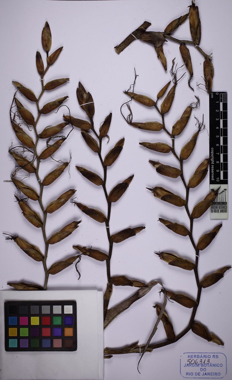 Alcantarea odorata photo 2