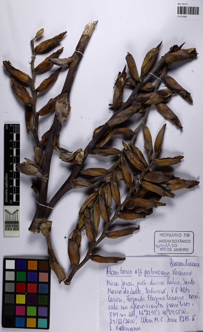 Alcantarea pataxoana