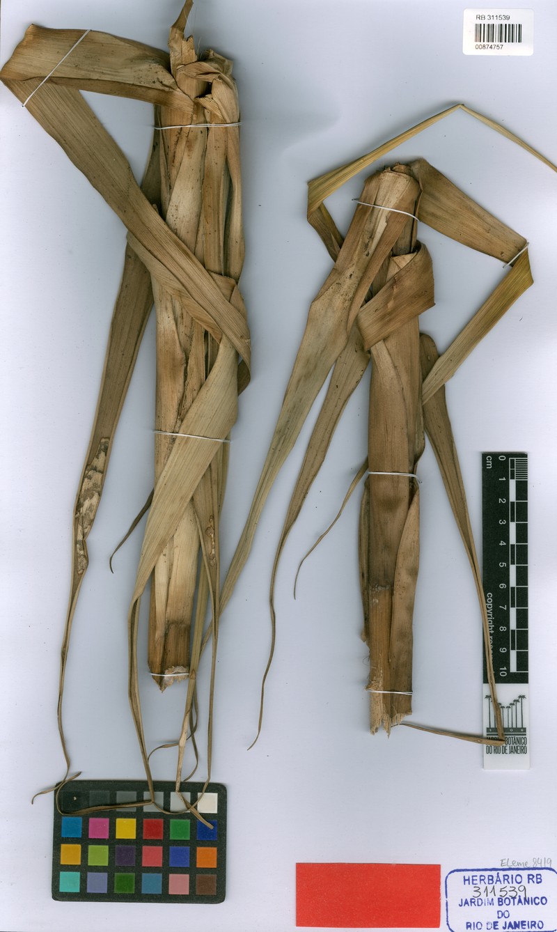 Alcantarea recurvifolia