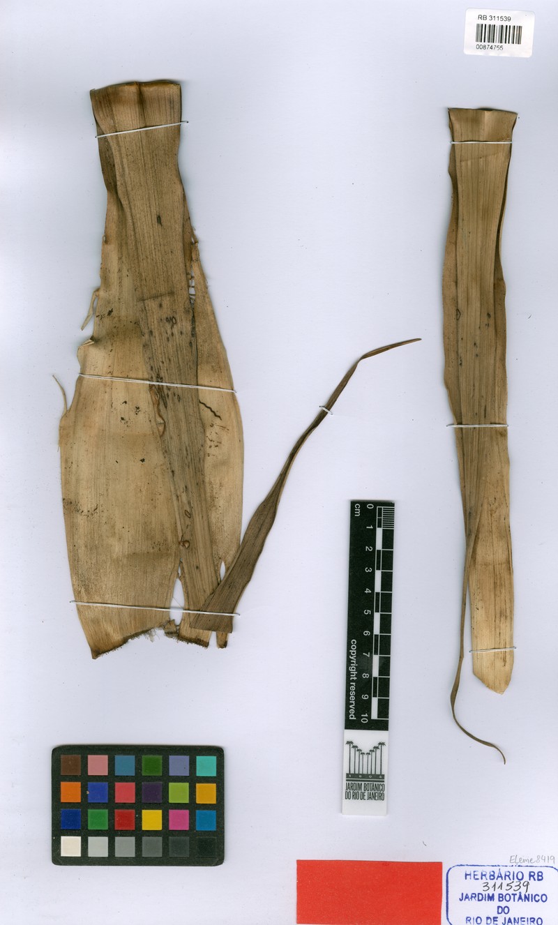 Alcantarea recurvifolia photo 3