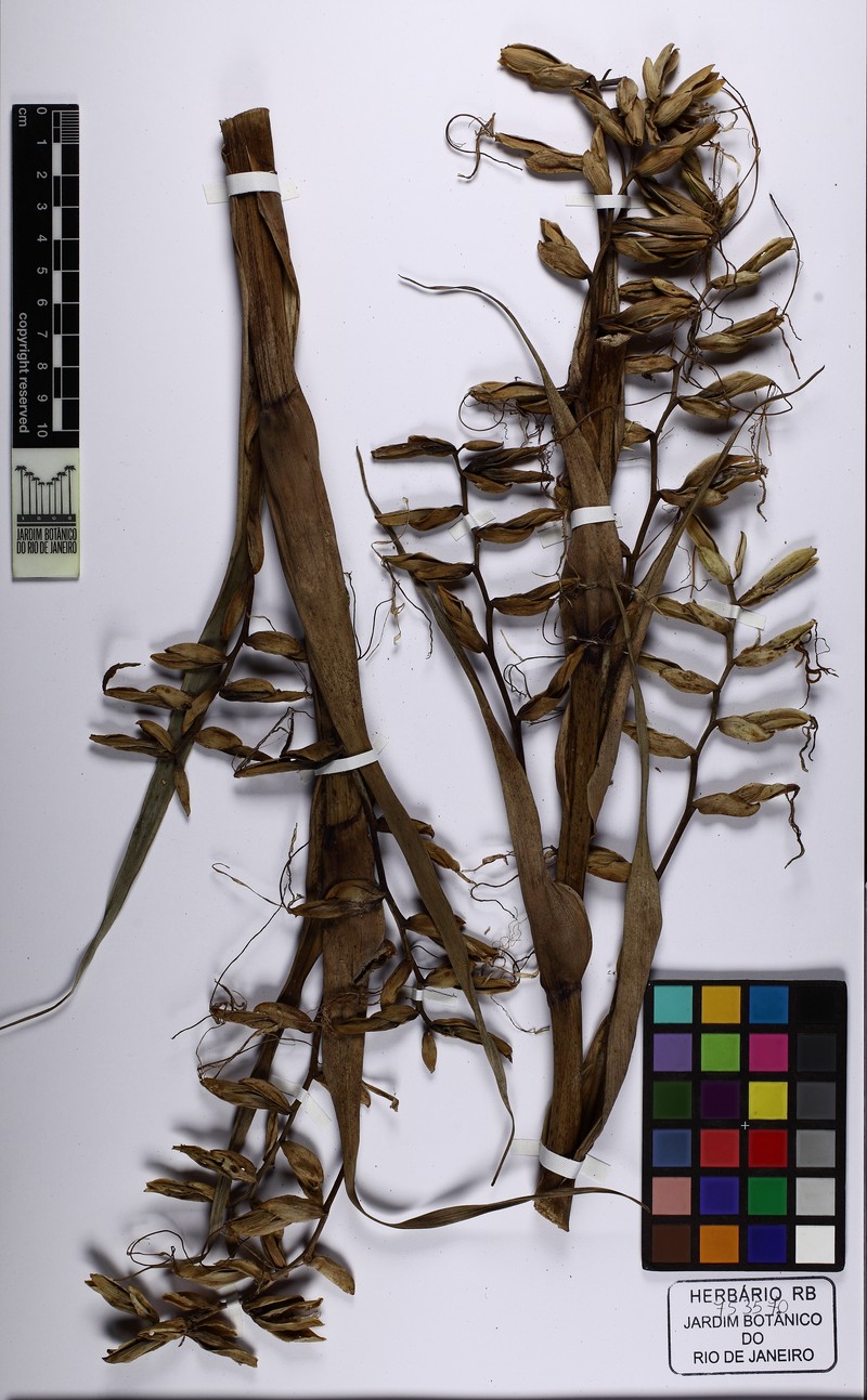 Alcantarea recurvifolia photo 4