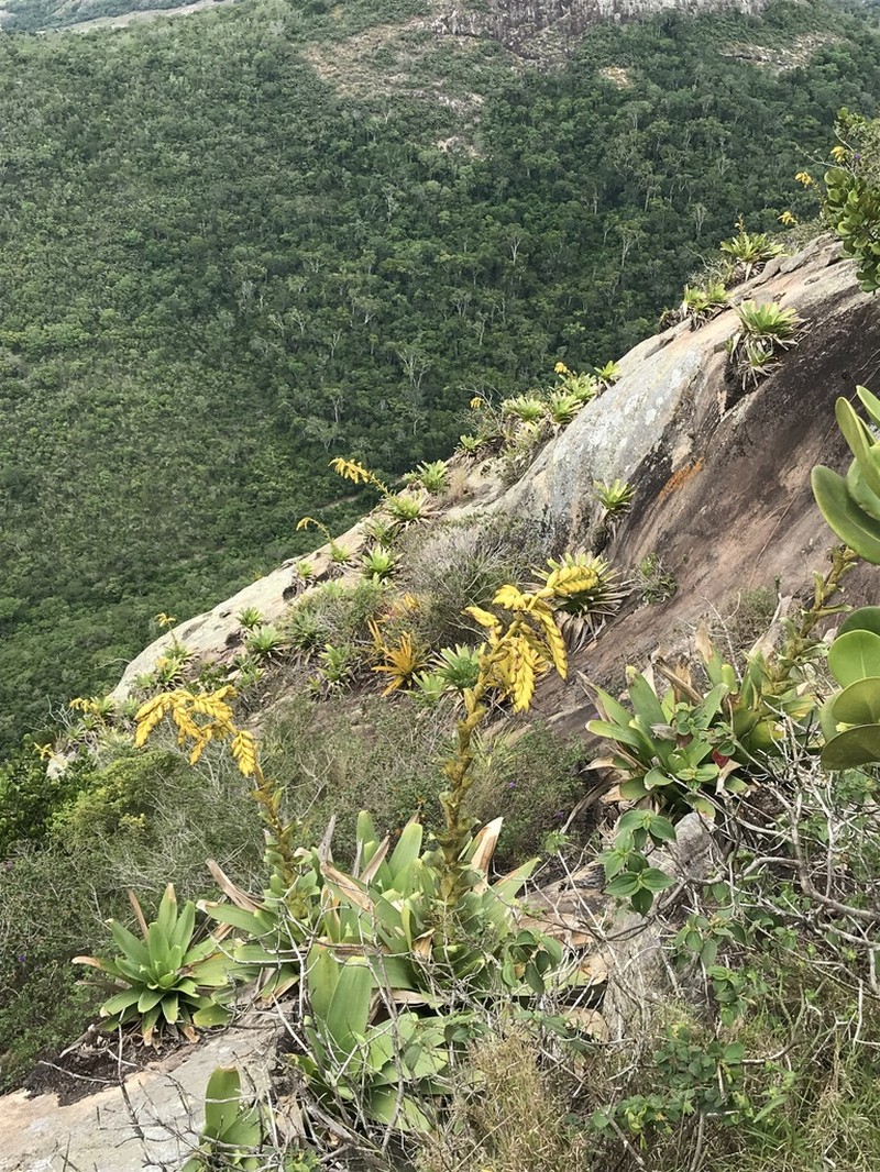 Alcantarea vandenbergii photo 3