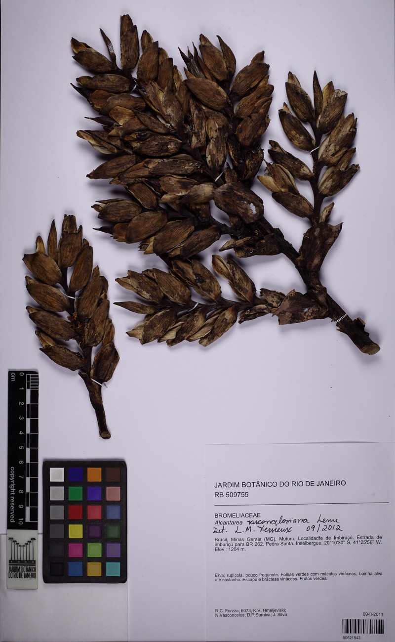 Alcantarea vasconcelosiana