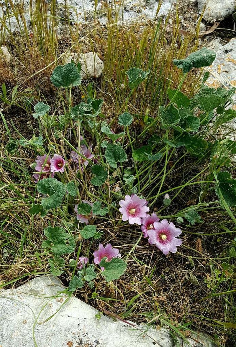Alcea acaulis