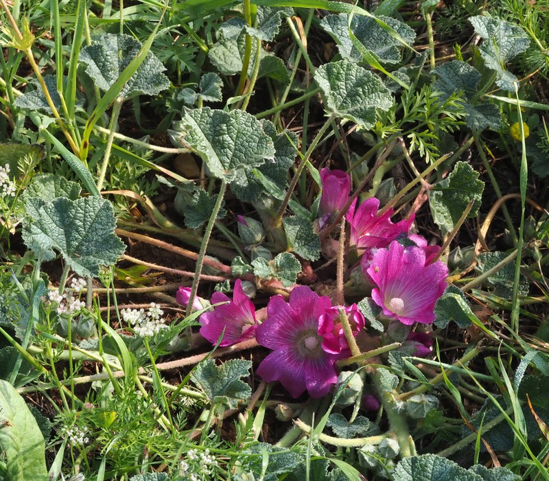 Alcea acaulis photo 2