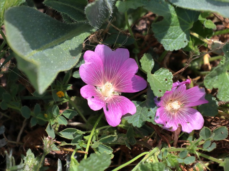 Alcea acaulis photo 3