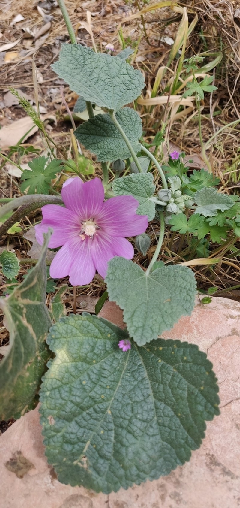 Alcea acaulis photo 4