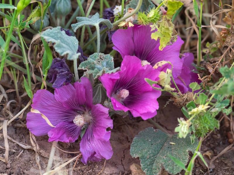 Alcea acaulis photo 5