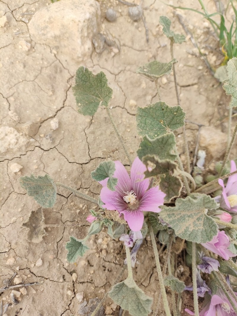 Alcea acaulis photo 6