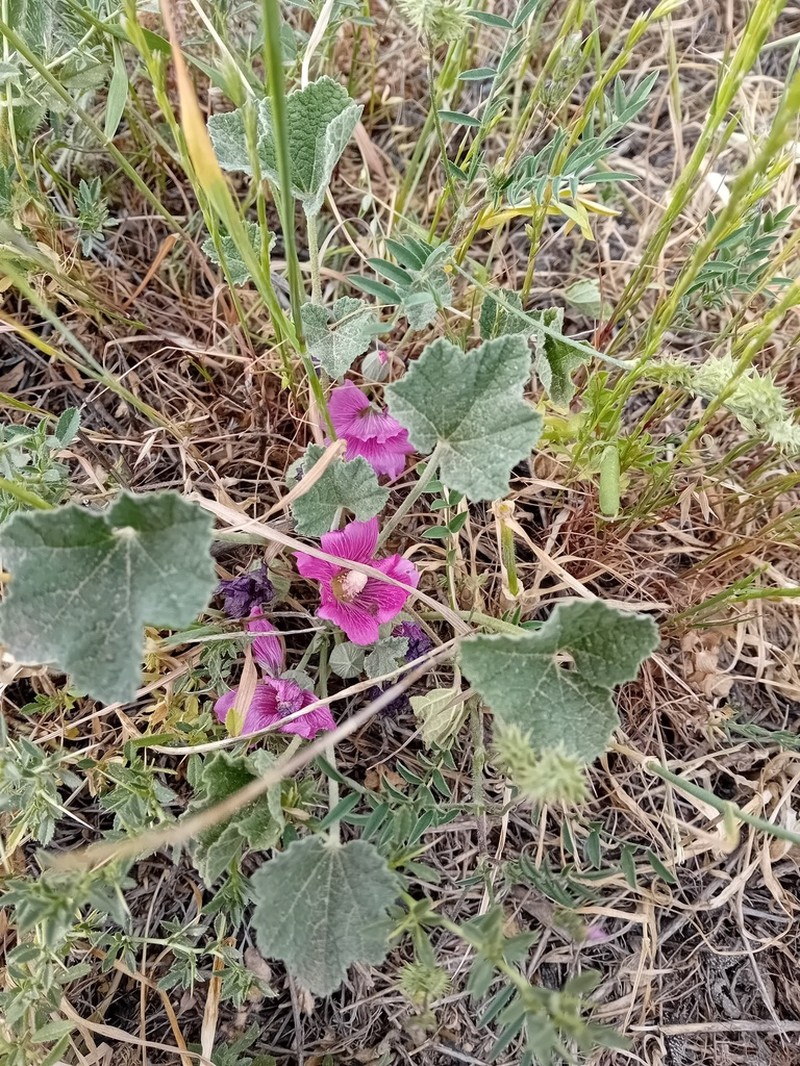 Alcea acaulis photo 7