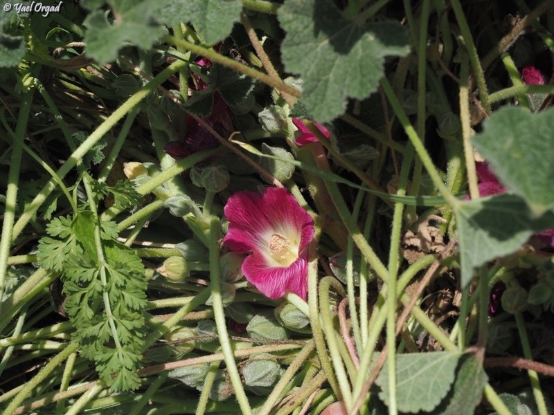 Alcea acaulis photo 8