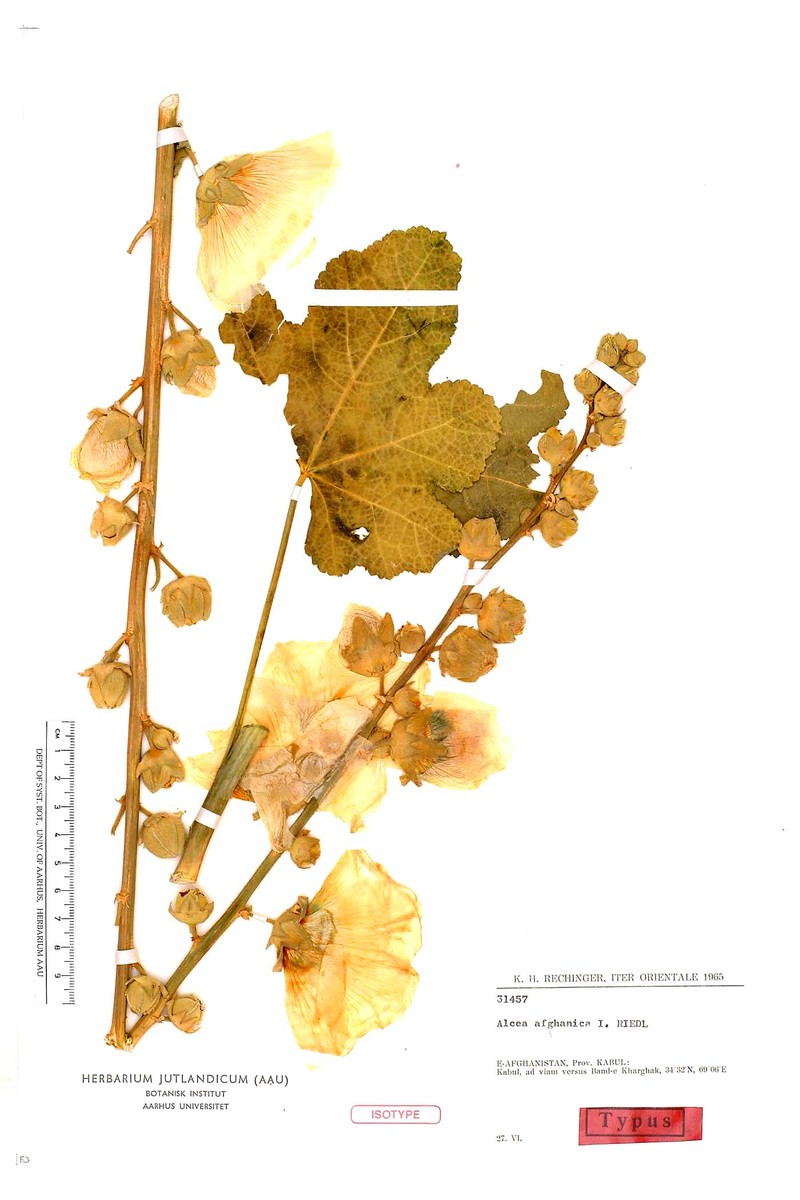 Alcea afghanica