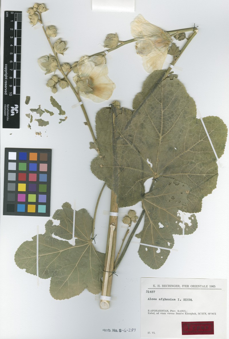 Alcea afghanica photo 2