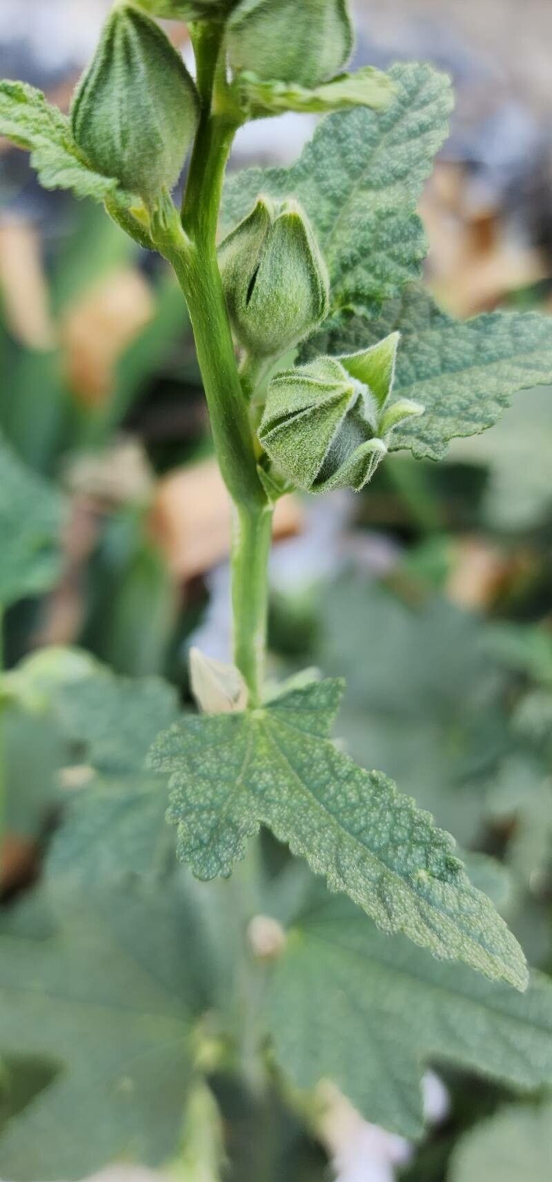 Alcea aucheri