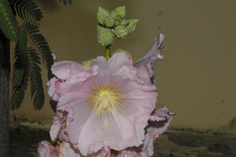 Hollyhock photo 3