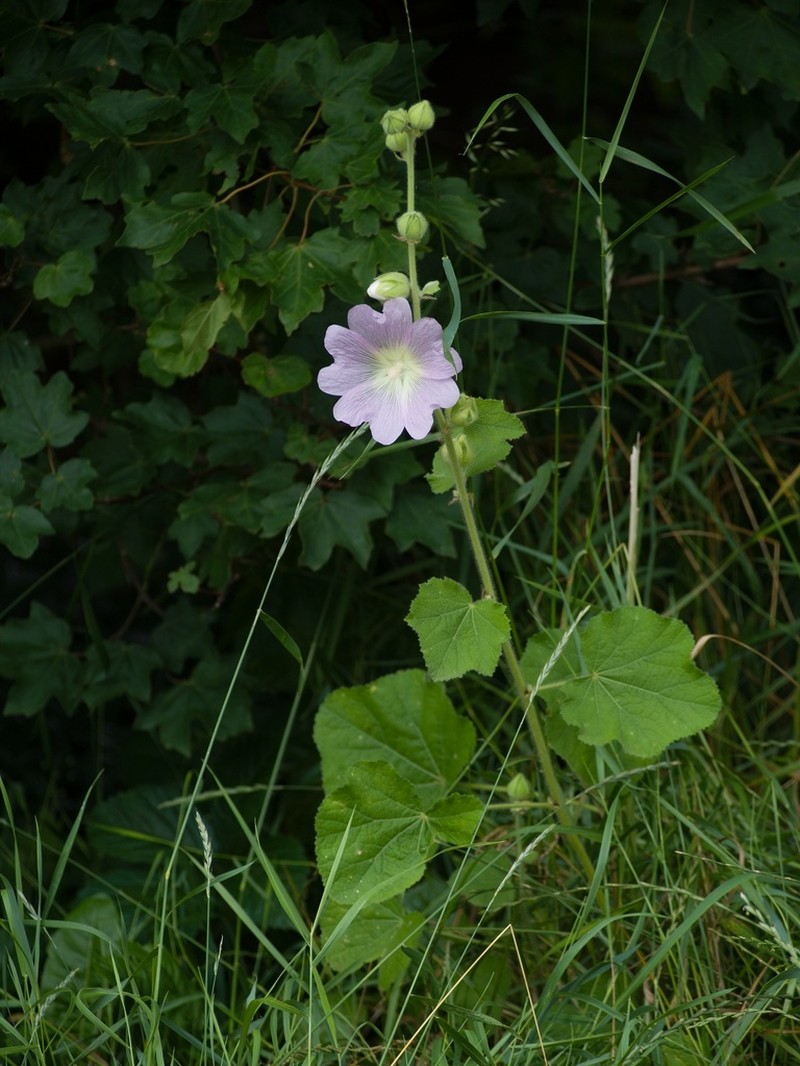 Hollyhock photo 4