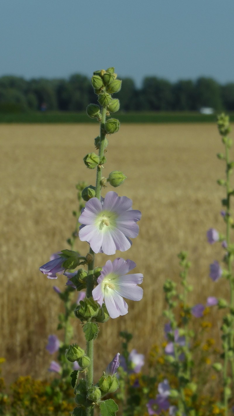 Hollyhock photo 5