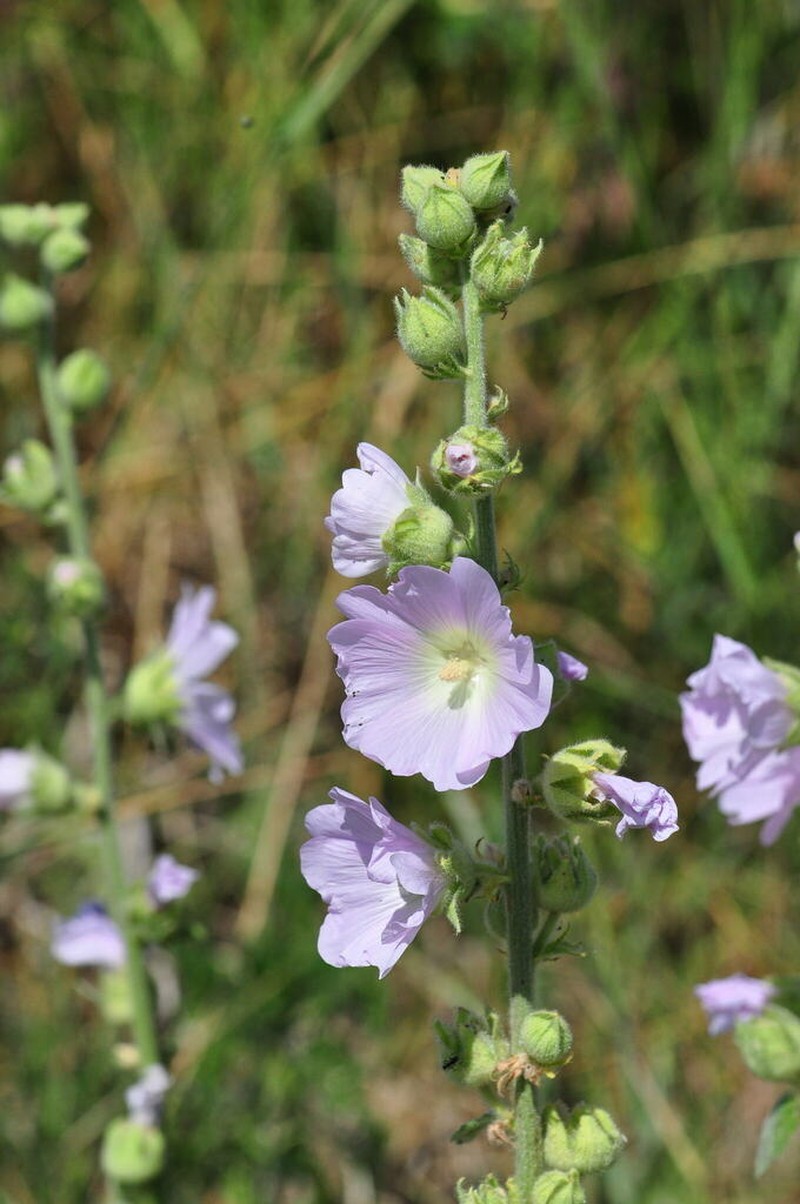 Hollyhock photo 6