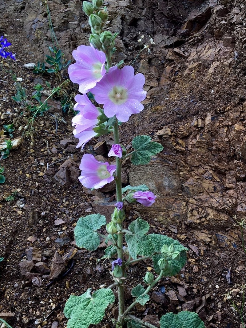 Hollyhock photo 7