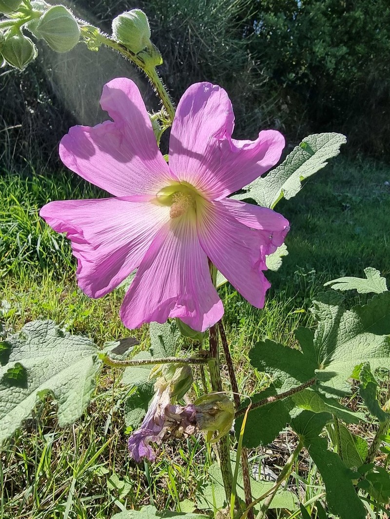 Hollyhock photo 8