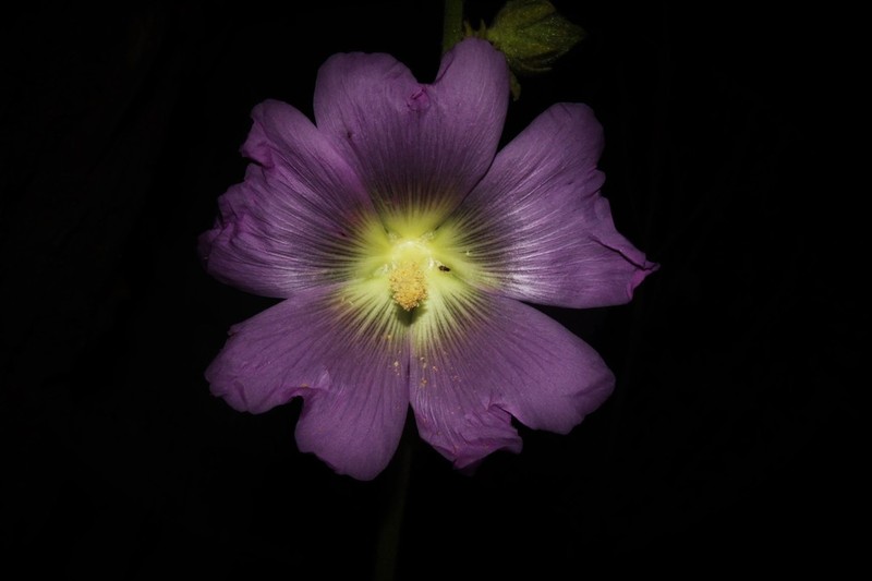 Hollyhock photo 9