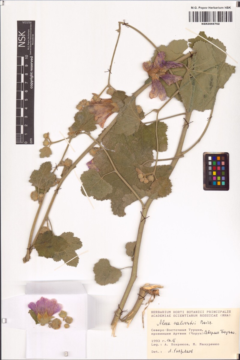 Alcea calvertii