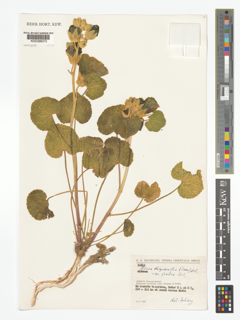 Alcea chrysantha