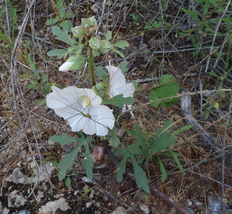 Alcea digitata